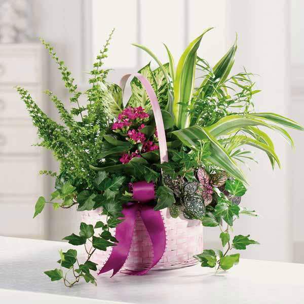 Dish And Euro Gardens Flower Delivery By Morrow Florist